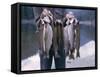 Rainbow Trout-null-Framed Stretched Canvas