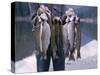 Rainbow Trout-null-Stretched Canvas