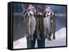 Rainbow Trout-null-Framed Stretched Canvas