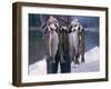 Rainbow Trout-null-Framed Photographic Print