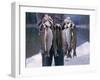 Rainbow Trout-null-Framed Photographic Print