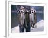 Rainbow Trout-null-Framed Photographic Print