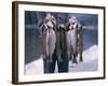 Rainbow Trout-null-Framed Photographic Print