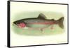 Rainbow Trout-null-Framed Stretched Canvas