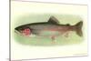 Rainbow Trout-null-Stretched Canvas