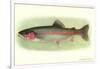 Rainbow Trout-null-Framed Art Print