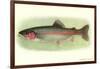 Rainbow Trout-null-Framed Art Print