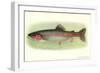 Rainbow Trout-null-Framed Art Print