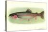 Rainbow Trout-null-Stretched Canvas