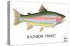 Rainbow Trout-Mark Frost-Stretched Canvas