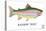 Rainbow Trout-Mark Frost-Stretched Canvas