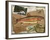 Rainbow Trout-Kate Ward Thacker-Framed Giclee Print