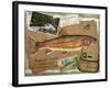 Rainbow Trout-Kate Ward Thacker-Framed Giclee Print