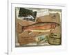 Rainbow Trout-Kate Ward Thacker-Framed Giclee Print