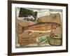 Rainbow Trout-Kate Ward Thacker-Framed Giclee Print