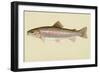 Rainbow Trout-null-Framed Giclee Print