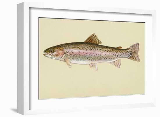 Rainbow Trout-null-Framed Giclee Print