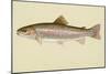 Rainbow Trout-null-Mounted Giclee Print