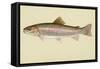 Rainbow Trout-null-Framed Stretched Canvas