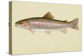 Rainbow Trout-null-Stretched Canvas