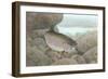 Rainbow Trout-null-Framed Premium Giclee Print