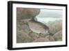 Rainbow Trout-null-Framed Premium Giclee Print