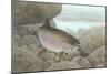 Rainbow Trout-null-Mounted Premium Giclee Print