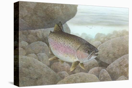 Rainbow Trout-null-Stretched Canvas