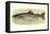 Rainbow Trout-null-Framed Stretched Canvas