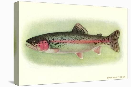 Rainbow Trout-null-Stretched Canvas