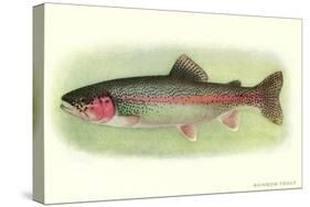 Rainbow Trout-null-Stretched Canvas