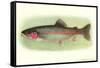 Rainbow Trout-null-Framed Stretched Canvas