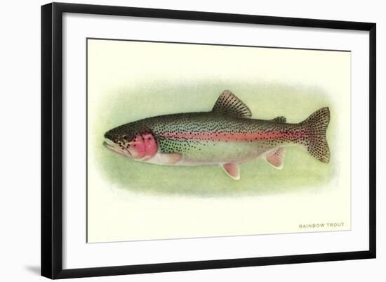 Rainbow Trout-null-Framed Art Print