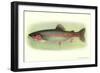 Rainbow Trout-null-Framed Art Print