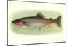 Rainbow Trout-null-Mounted Premium Giclee Print