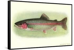 Rainbow Trout-null-Framed Stretched Canvas