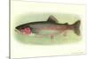 Rainbow Trout-null-Stretched Canvas