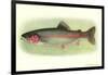 Rainbow Trout-null-Framed Premium Giclee Print