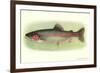 Rainbow Trout-null-Framed Art Print