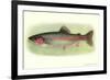 Rainbow Trout-null-Framed Art Print