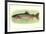 Rainbow Trout-null-Framed Art Print