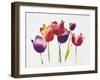 Rainbow Tulips 1-Paulo Romero-Framed Art Print