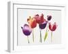 Rainbow Tulips 1-Paulo Romero-Framed Art Print