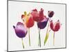 Rainbow Tulips 1-Paulo Romero-Mounted Art Print