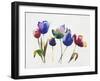 Rainbow Tulips 2-Paulo Romero-Framed Art Print