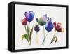 Rainbow Tulips 2-Paulo Romero-Framed Stretched Canvas