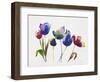 Rainbow Tulips 2-Paulo Romero-Framed Art Print