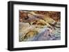 Rainbow Vista Rock Formations, Valley of Fire State Park, Nevada, USA-Michel Hersen-Framed Photographic Print