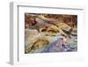 Rainbow Vista Rock Formations, Valley of Fire State Park, Nevada, USA-Michel Hersen-Framed Photographic Print