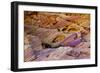 Rainbow Vista, Valley of Fire State Park, Overton, Nevada, USA-Michel Hersen-Framed Photographic Print